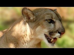 Florida Panther 01
