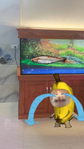 Happi happi happi | Ổ Cú