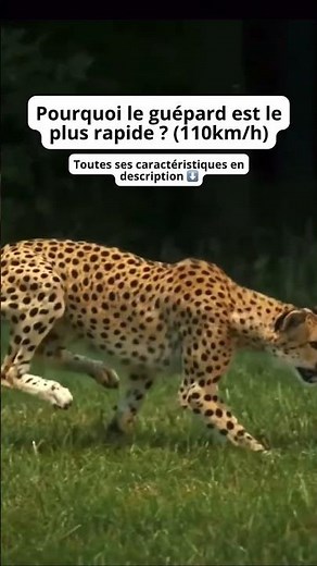 Le guépard est le plus rapide et voici pourquoi !