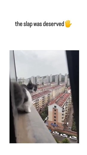 Reelhunt.io™ on Instagram: "The video depicts a cat dangling precariously from a high-rise windowsill after slipping, with the owner swatting it multiple times to pull it back inside, prompting the post's claim that "the slap was deserved" amid 50k+ likes and heated replies. Debate in replies splits along welfare lines: some defend the swat as instinctive correction for the cat's recklessness, while others label it abuse, emphasizing the human's role in leaving the window open and filming instea
