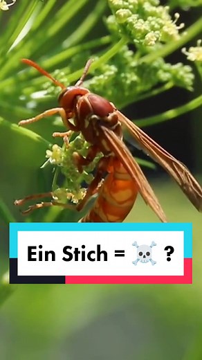 🐝 Wespen, Bienen, und Hornissen: Wer hat Angst?