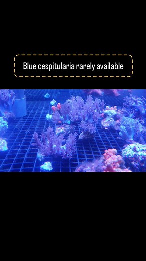 Blue cespitularia in da house | Iwarna Aquafarm | Facebook