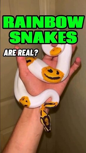 Nature’s Most Colorful Snakes