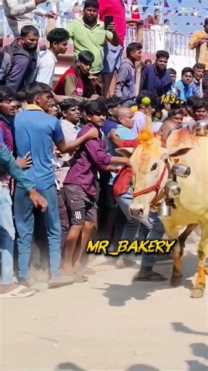 🥵SUBSCRIBE To All🤯 #comedyfilms #bull #baffalo #cow #bullfarm #dance #like #love #ipl #animals