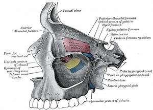 Pyramidal process of palatine bone - Alchetron, the free social encyclopedia
