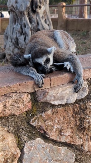 This Lemur Sleeps Like an Angel