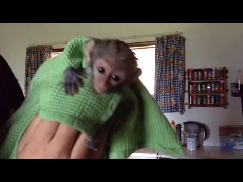 Baby Monkey's first bath - Mozambique, Africa
