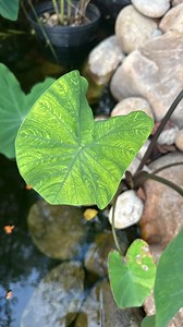 15K views · 7.6K reactions | Don’t get me wrong, I wouldn’t trade this life for anything, but if I had to do it all over again, I would definitely consider things differently. I might have ended up on a different farm or even a different state. I love my life, it’s worth every bit of work. I just had to figure that out the hard way. | Greenhorn Grove | Facebook