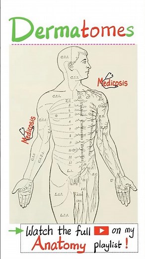 Dermatomes and Myotomes - Anatomy...#anatomy #nurse #doctor #physiology #medical