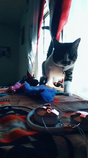If you have a cat, play this sound and they will come to you.