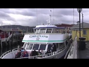 Whale Watch Gone Wrong!