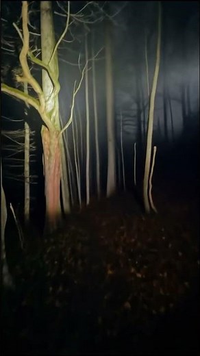 99 Nights in the Forest in REAL LIFE [ROBLOX]