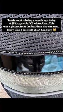 I made a video about Tazzie who went missing from #JFK airport a month ago today 😿💔 #share #lostpet