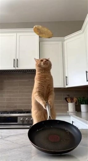 Cat flips a pancake… and the pancake flips back! 😂🥞#funnycat #catchef #pancakeflip #catcomedy #fyp