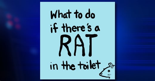 Seattle shares guide to handle sewer rats in homes