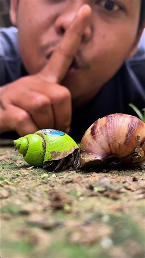 Let's see cute hermit crabs and snails#hermitcrab #snail