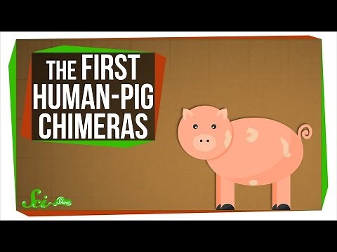 The First Human-Pig Chimeras