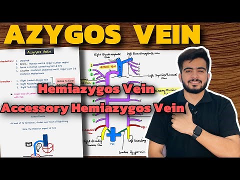 Azygos Vein Anatomy | Hemiazygos Vein | Accessory Hemiazygos Vein