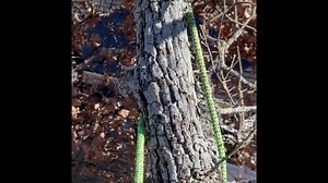Killer Lichen. Not❤️ | Atwood Tree Care | Facebook
