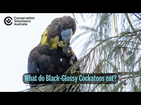 What do Glossy Black Cockatoos eat?