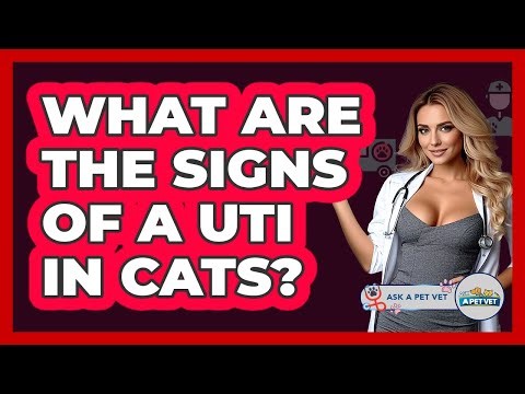 What Are The Signs Of A UTI In Cats? - Ask A Pet Vet