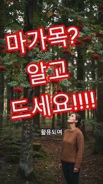 마가목 효능? 부작용? 1분 정리 끝! #마가목 #건강정보 #건강기능식품