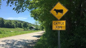 Are there more cows than people in Vermont? Experts say it depends where you look