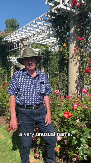 Happy Betty Boop Day! We're celebrating with the 'Betty Boop' rose, named for the number one Boopster in Tom's life: his mom. 🫶🌹 | The Huntington Library, Art Museum, and Botanical Gardens