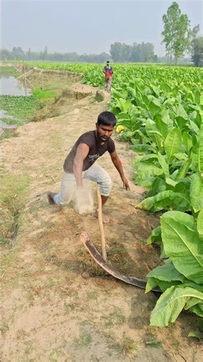 What did the day laborer get? #noroll #funny