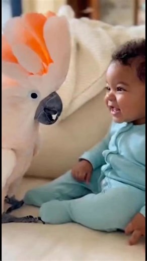 4.2K views · 47 reactions | Cockatoo vs baby #baby #talkingparrot #cockatooparrot | Fun Zone | Facebook