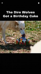 352K views · 8.2K reactions | You could call this wolfing, or noshing. It’s feeding behavior defined by the frenetic, rapid ingestion of a novel and highly palatable food source (see here: a ceremonial dessert).   Basically, the dire wolves went all pleistocene predator on their birthday cake. | Colossal Biosciences | Facebook