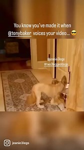 So funny! Tony Baker does the best voiceovers! #two3leggeddogs #tonybakercomedy #jeanie #pippadog #zoomies #toomuchcaffeine #reels #dogreels #rescuedog #funnydogs #threeleggeddog #dog #amputee #voiceover | Jeanie & Pippa; Two 3-Legged Dogs