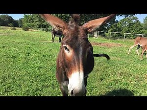 Garrett Mammoth Jackstock, summer 2021