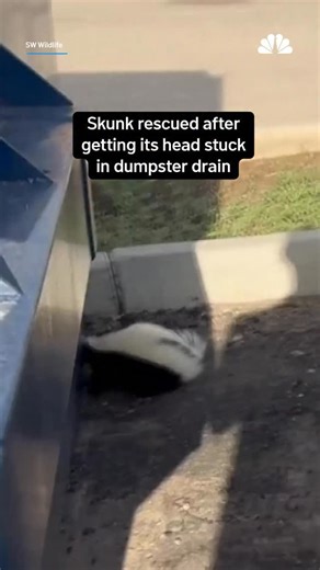 It was a real stinky situation for this critter, but thankfully some people came to the rescue. A skunk was saved after getting its head stuck in dumpster drain in Arizona. Wildlife rescuers in Arizona spent nearly an hour freeing the skunk, whose swollen snout got stuck in the dumpster’s drainage hole after it went searching for food. #animals #viral | NBC New York