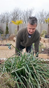 12K views · 63 reactions | Trimming Back Kniphofia – Keep Your Red...