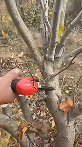 1.5M views · 3.7K reactions |  Dive into quick farming hacks with our bite-sized tips #farming #farm #plants #grafting | Kito.Uno | Facebook