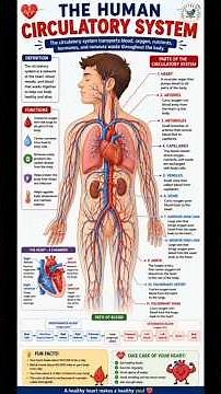 ❤️✨ The Circulatory System: The Body's Amazing Transport Network! ✨❤️