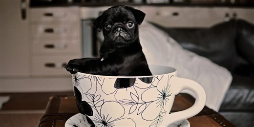 Go Small or Go Home With These 15 Teacup Dog Breeds