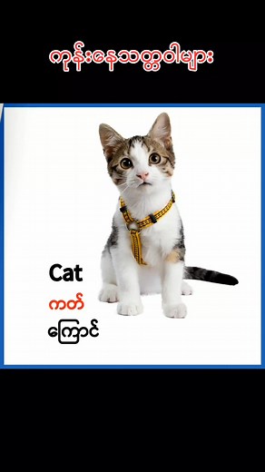 49K views · 2K reactions | Animals in English part (3) #animals #english #vocabulary | Infinity English Channel | Facebook