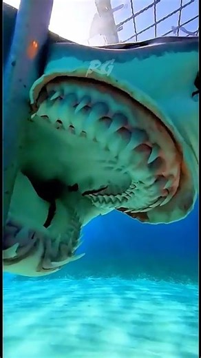 Extreme Close Up | Shark Teeth Like Knives‼️#shorts #wildlife #nature #animals #viralshorts #viral