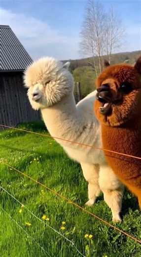 funny alpaca