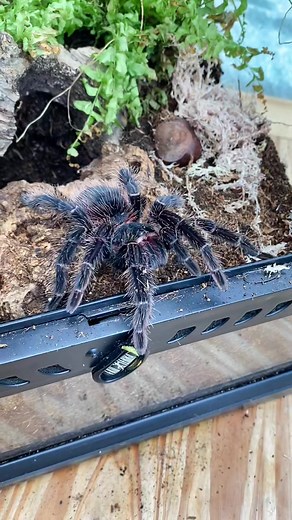 Bioactive Rehouse for Lasiodora Parahybana | Tarantula Setup