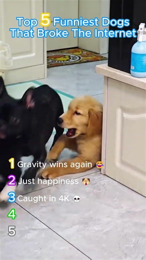Top 5 Funniest Dogs That Should Be Internet Famous 🐶💀 (#3 will get you) #dogs #funny #crazy #clips