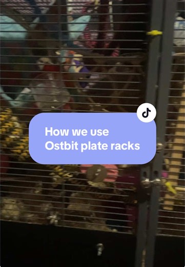 Setting Up Rat Cages for Pet Rats