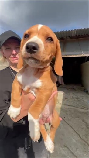 Chocolate - Dogs in need from animal welfare - are looking for a home