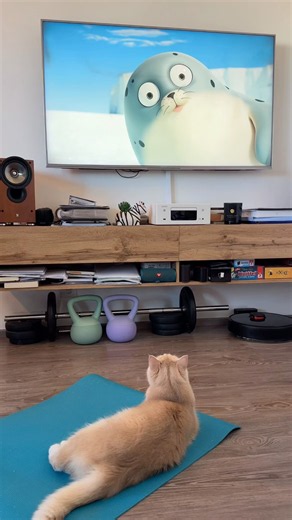 Cat watching Sealook😂😂😂😂 #sealook #cat