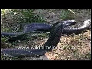 Cobra - a deadly venomous snake