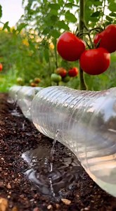 200K views · 869 reactions | Smart Gardening with Recycled Materials:...