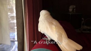 The Buttons Translator: What Is He Saying? | Buttons the Cockatoo
