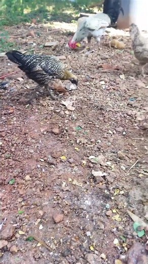 கோழி மேய்ச்சல் #funny_chicken #husbandwife #vairalshort #funny #alagi